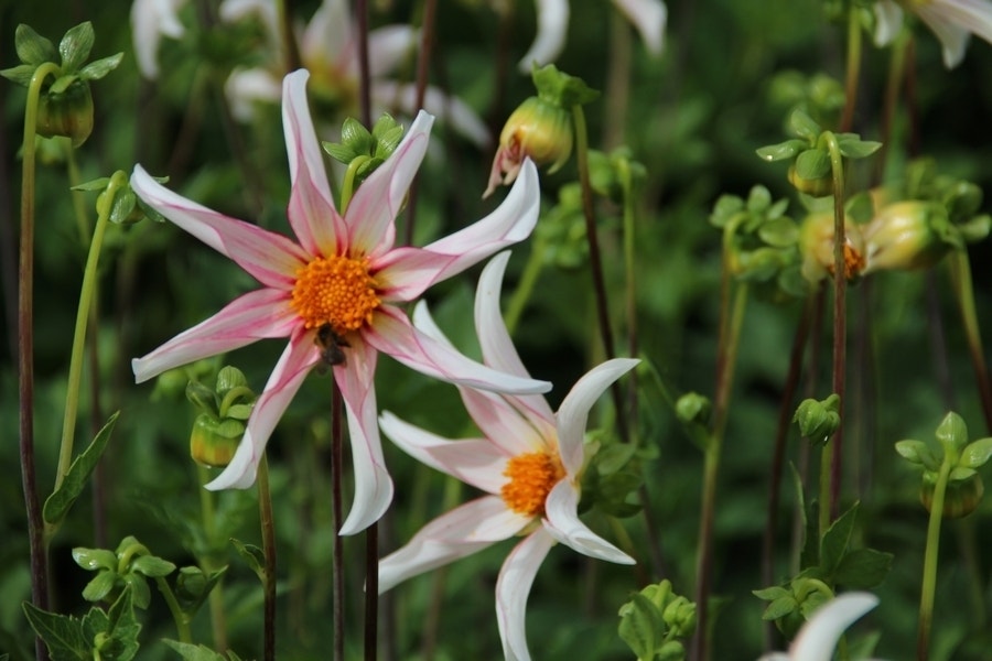 Dahlia (Dahlia 'Honka Fragile')