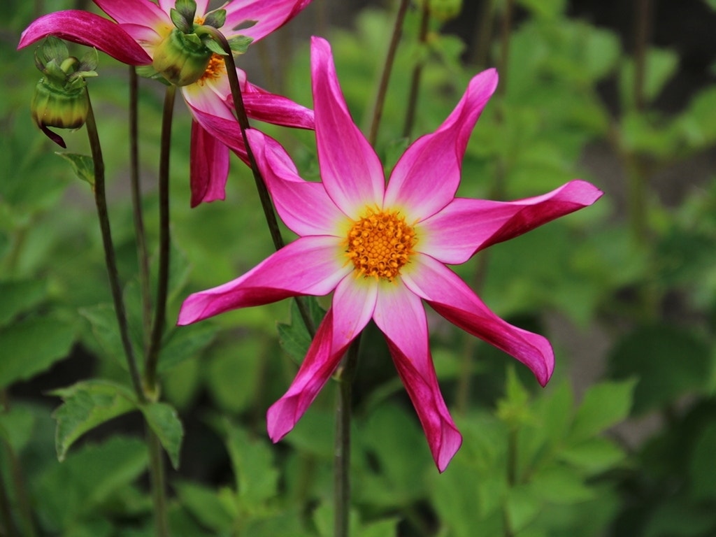 Dahlia (Dahlia 'Honka Roze')