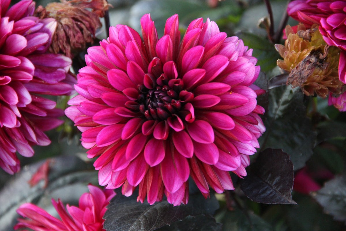 Dahlia (Dahlia 'Jennifer Mary Ellen')