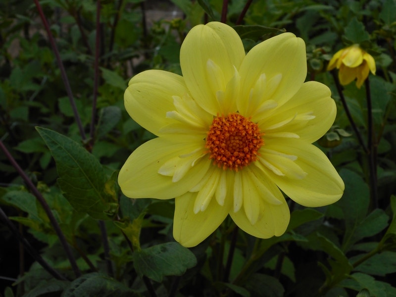 Dahlia (Dahlia 'Kelsey Sunshine')