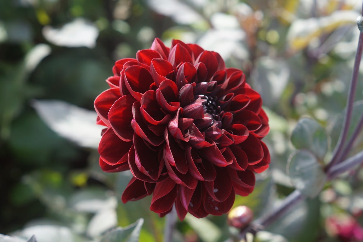 Dahlia (Dahlia 'Manoa')