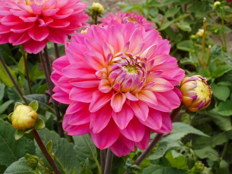 Dahlia (Dahlia 'Melody Pink Allegro')