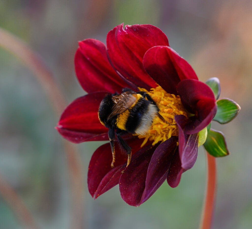 Dahlia (Dahlia 'Mexican Star')