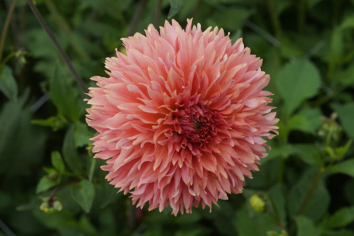 Dahlia (Dahlia 'Orange Fubuki')