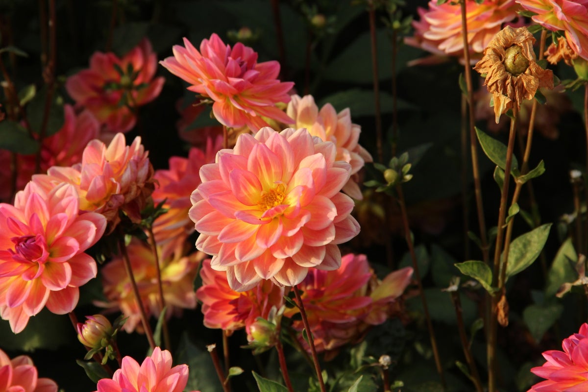 Dahlia (Dahlia 'Pacific View')