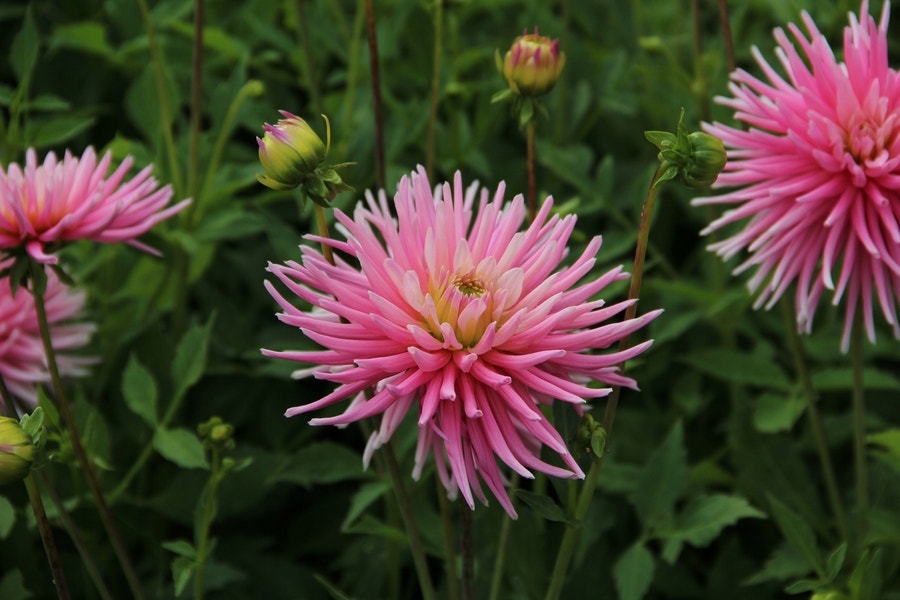 Dahlia (Dahlia 'Park Princess')