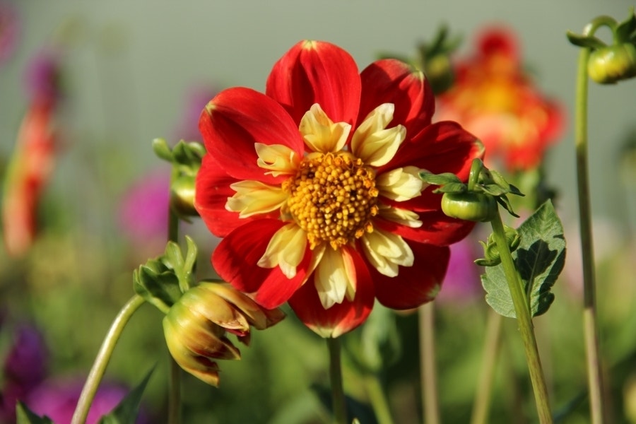 Dahlia (Dahlia 'Pooh')