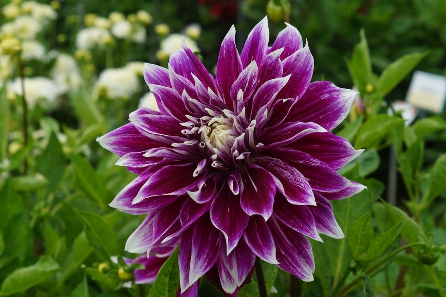 Dahlia (Dahlia 'Prämie 18')