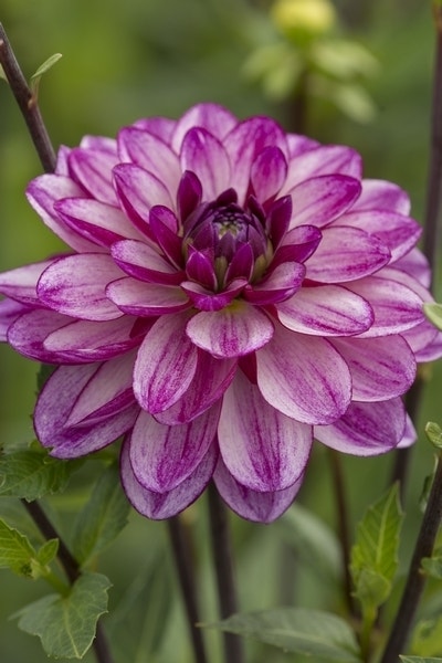 Dahlia (Dahlia 'Seduction')