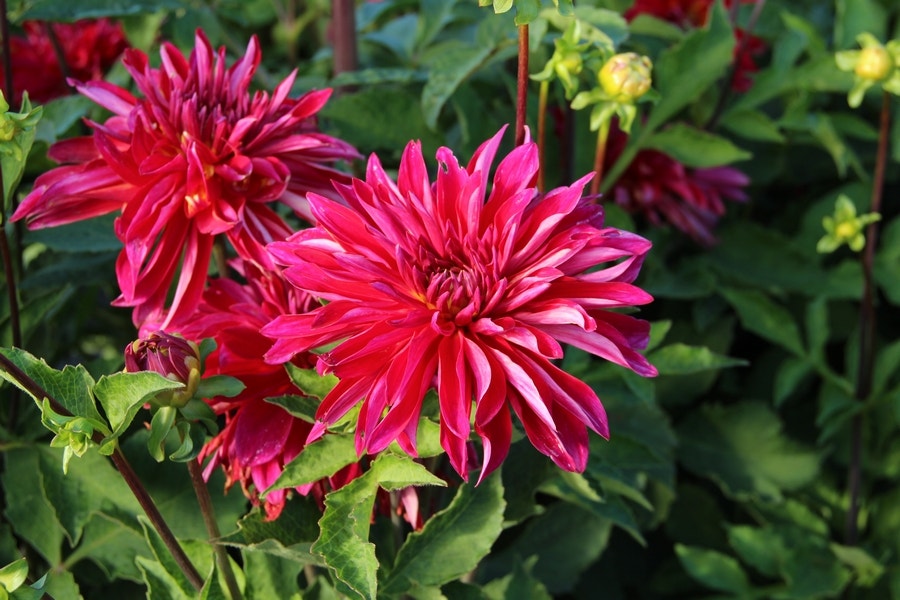 Dahlia (Dahlia 'Selina')