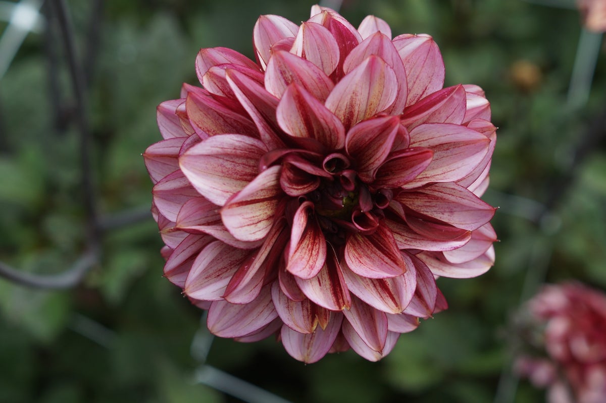 Dahlia (Dahlia 'Senior's Hope')