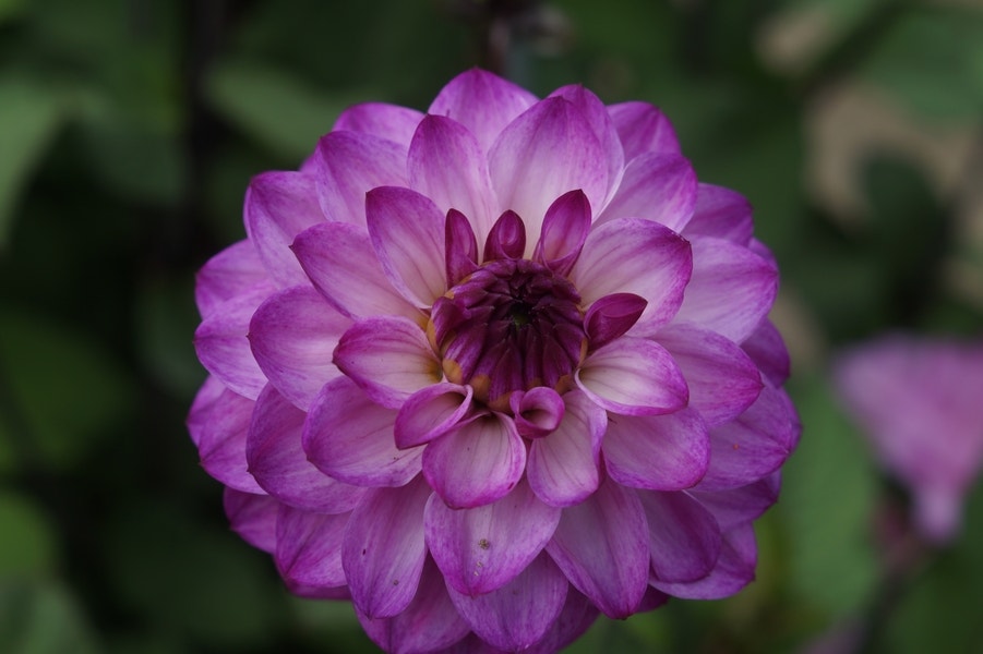 Dahlia (Dahlia 'Senior's Purple')