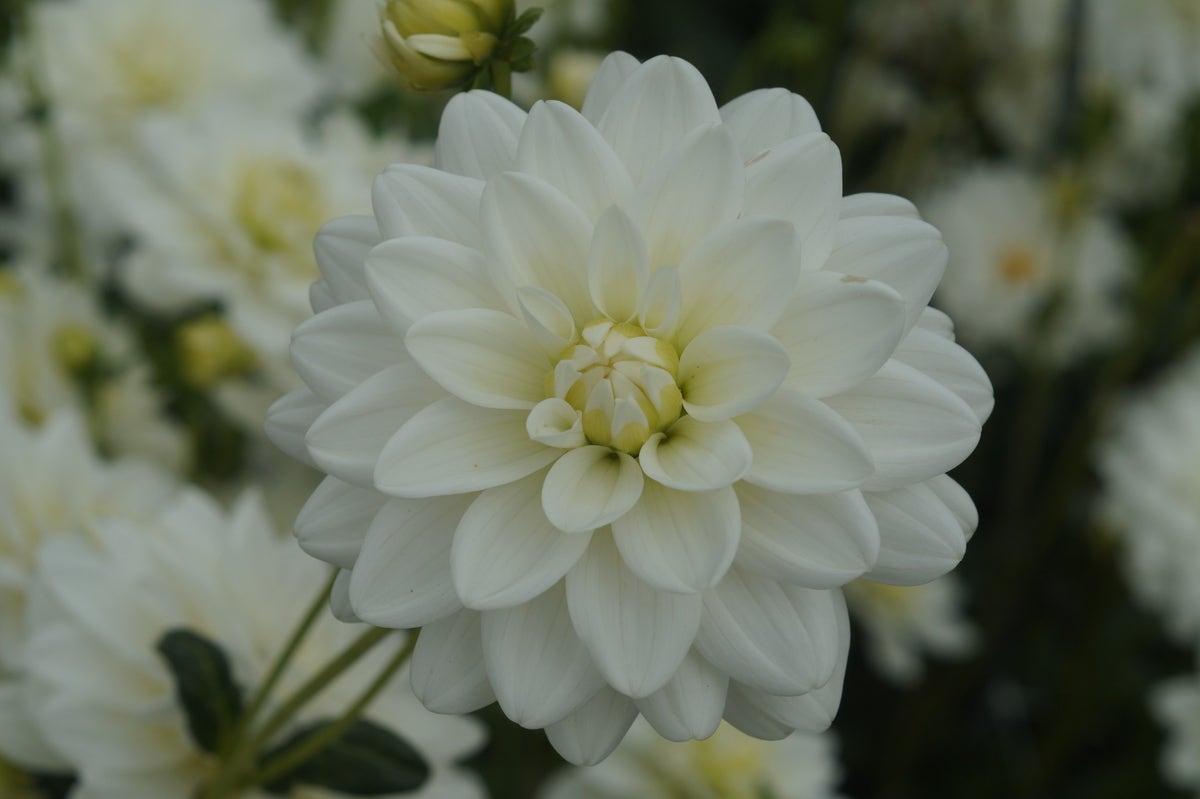 Dahlia (Dahlia 'Siberia')