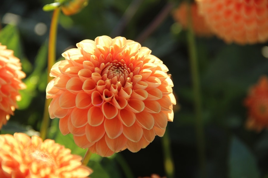 Dahlia (Dahlia 'Sylvia')