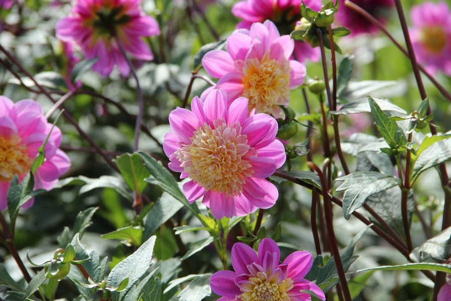 Dahlia (Dahlia 'Take Off')