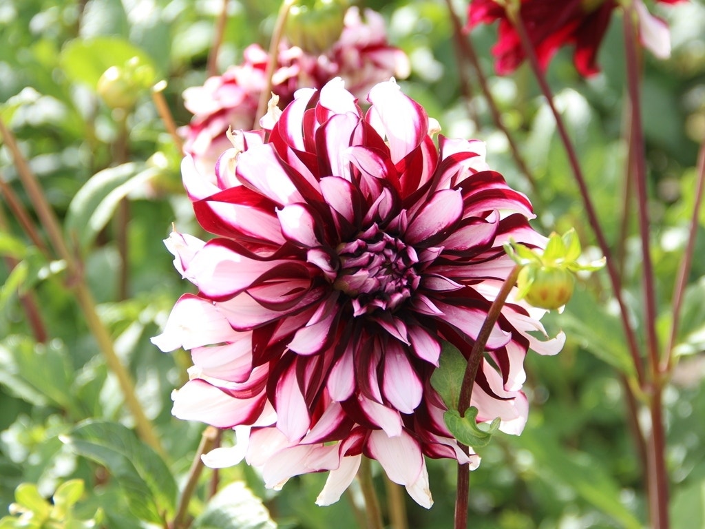 Dahlia (Dahlia 'Tartan')