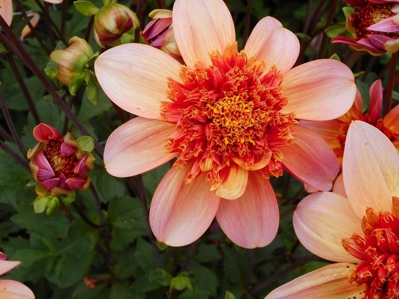 Dahlia (Dahlia 'Totally Tangerine')