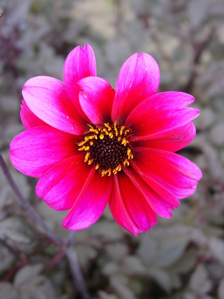 Dahlia (Dahlia 'Bishop of Canterbury')