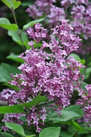 Sering (Syringa Bloomerang® 'Dark Purple')