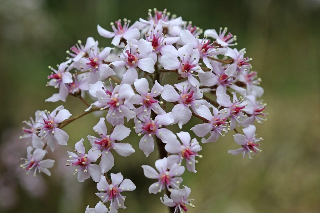 Schildblad (Darmera peltata)