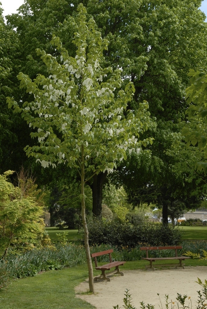 Zakdoekjesboom (Davidia involucrata)