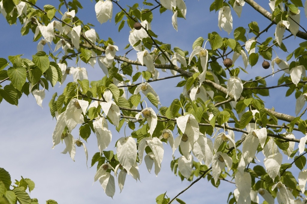 Zakdoekjesboom als struik (Davidia involucrata)