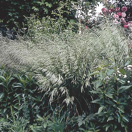 Smele (Deschampsia cespitosa)