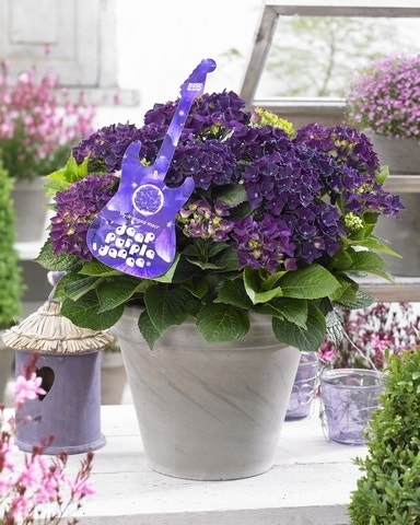 Hortensia Deep Purple Dance (Hydrangea 'Music Collection')