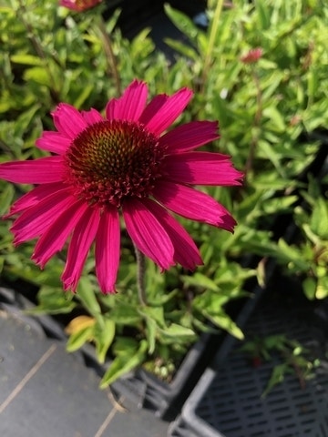 Zonnehoed (Echinacea purpurea 'Delicious Candy')