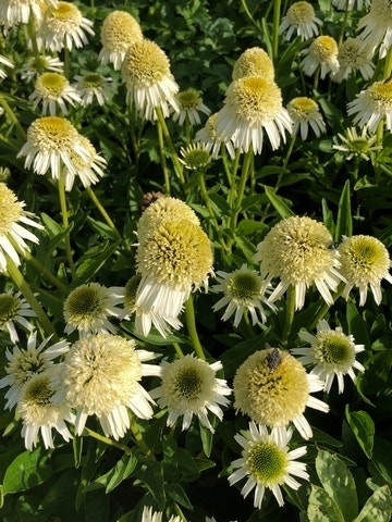 Zonnehoed (Echinacea purpurea 'Delicious Nougat')