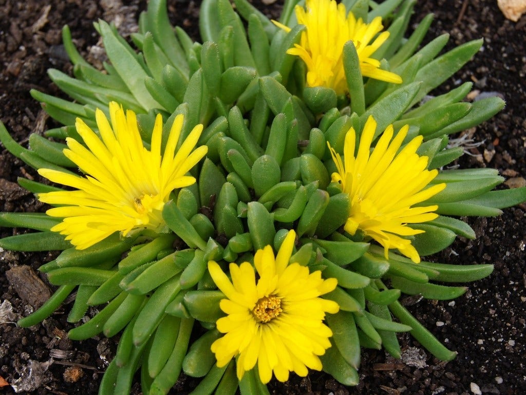 IJsbloem (Delosperma congestum)