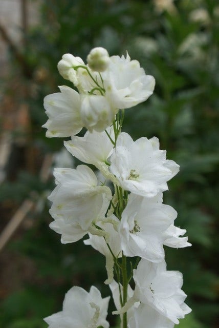 Ridderspoor (Delphinium 'Galahad')