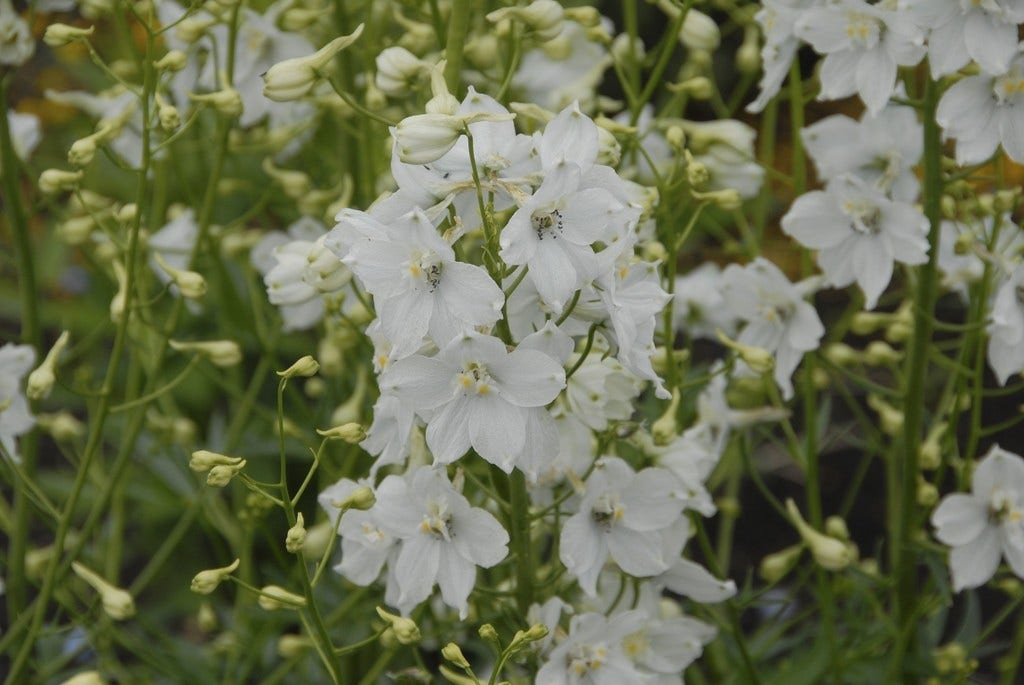 Ridderspoor (Delphinium 'Moerheimii')