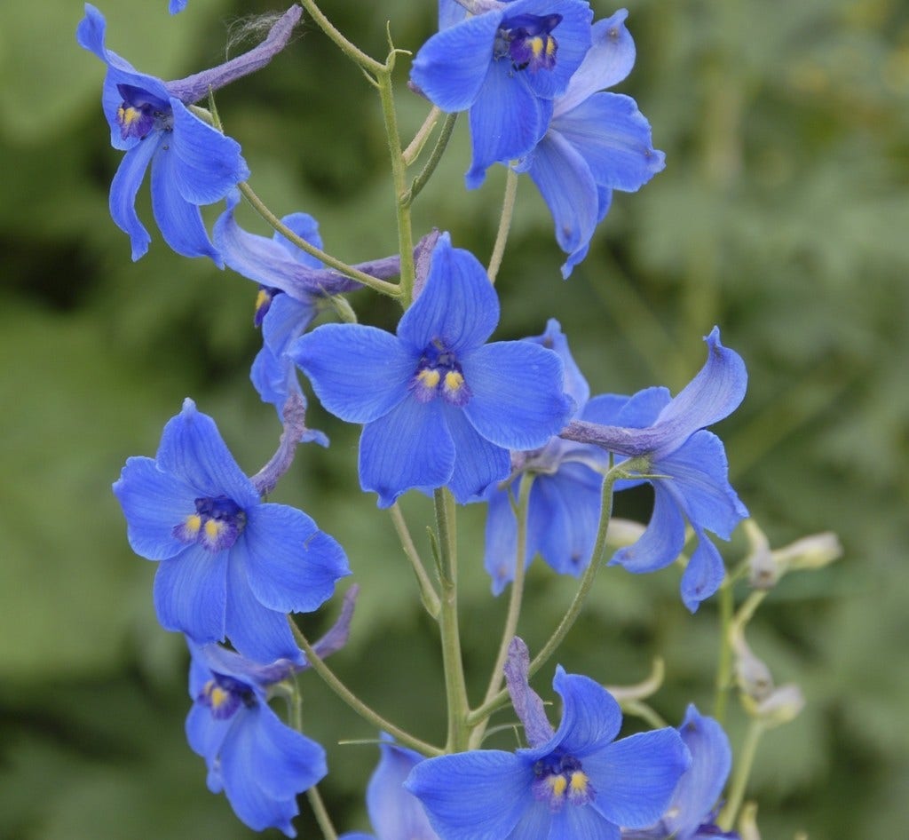 Ridderspoor (Delphinium 'Volkerfrieden')