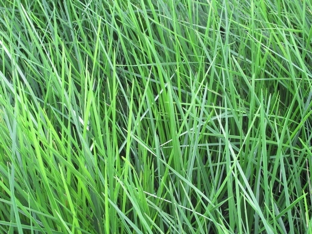 Smele (Deschampsia cespitosa 'Goldschleier')