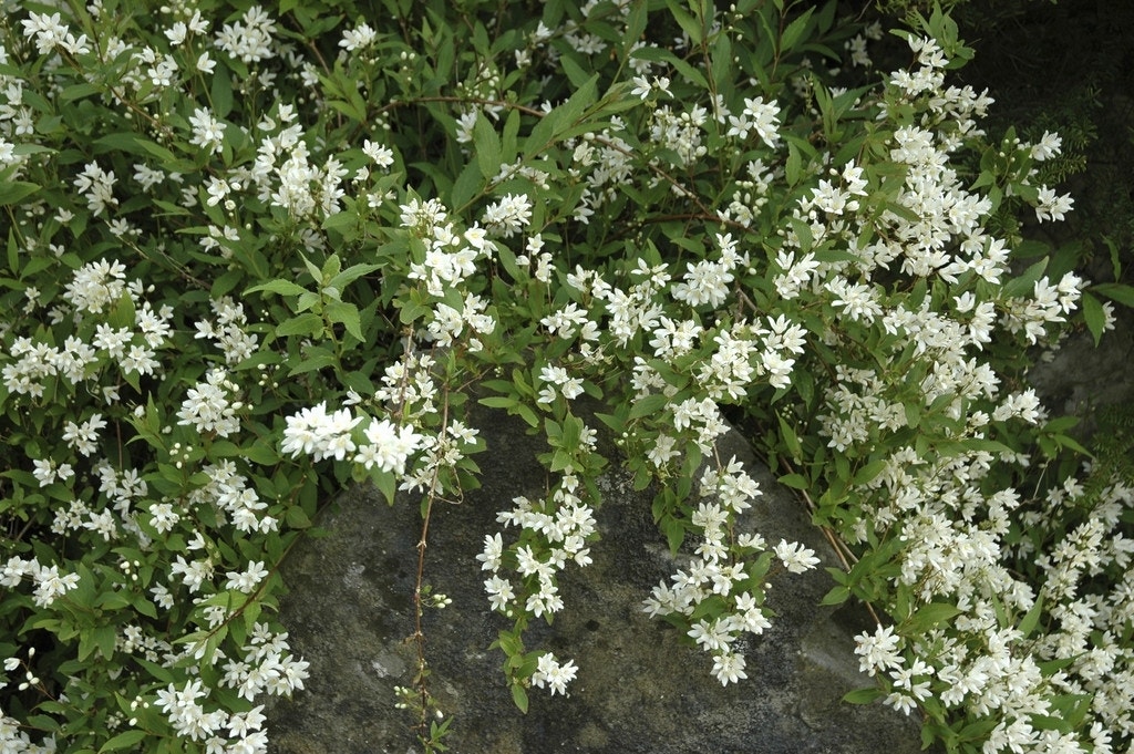 Bruidsbloem (Deutzia gracilis 'Nikko')