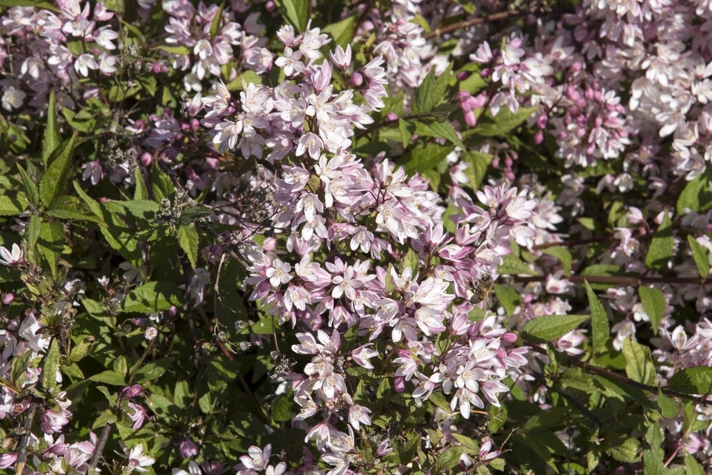 Deutzia (Deutzia Rosea 'Yuki Cherry Blossom'