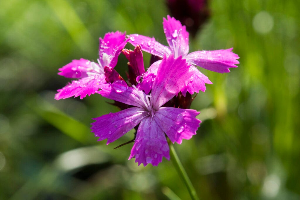 Kartuizer anjer (Dianthus carthusianorum)