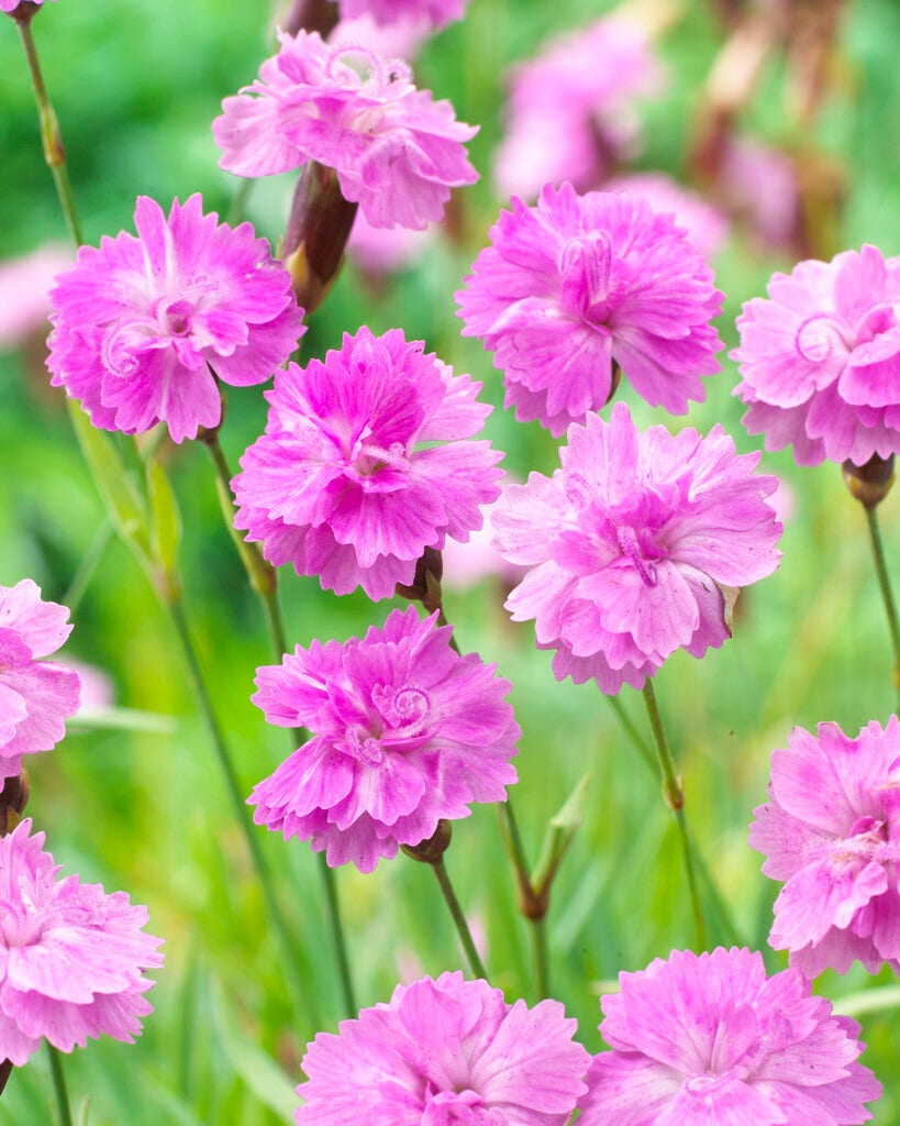 Anjer (Dianthus gratianopolitanus 'Pink Jewel')