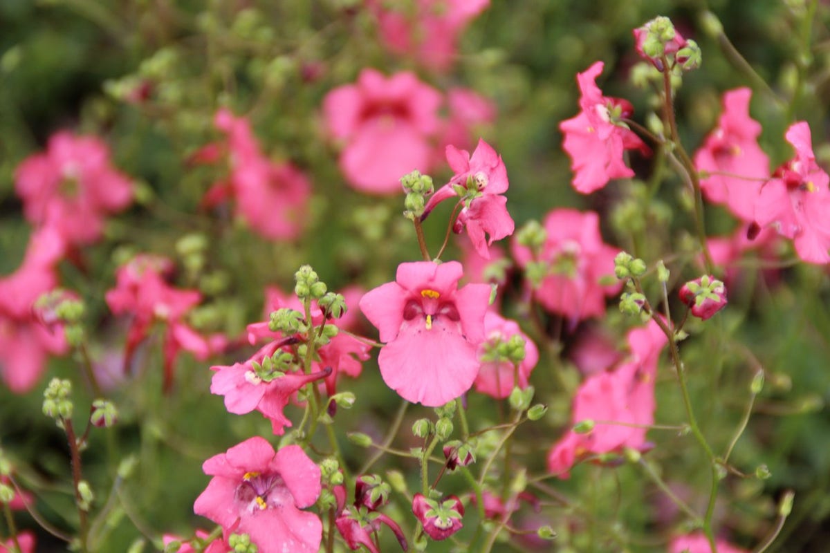 Diascia (Diascia 'Ruby Field')