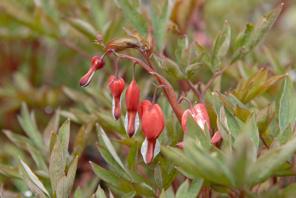 Gebroken hartjes (Dicentra spectabillis 'Valentine')