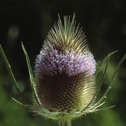 Grote kaardebol (Dipsacus fullonum)