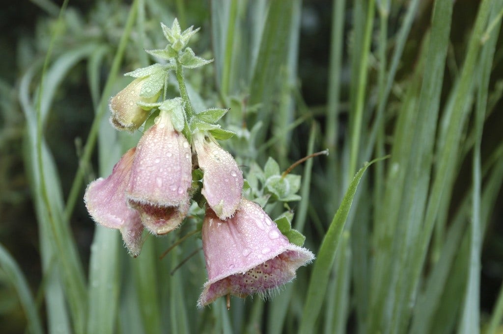 Vingerhoedskruid (Digitalis 'Mertonensis')