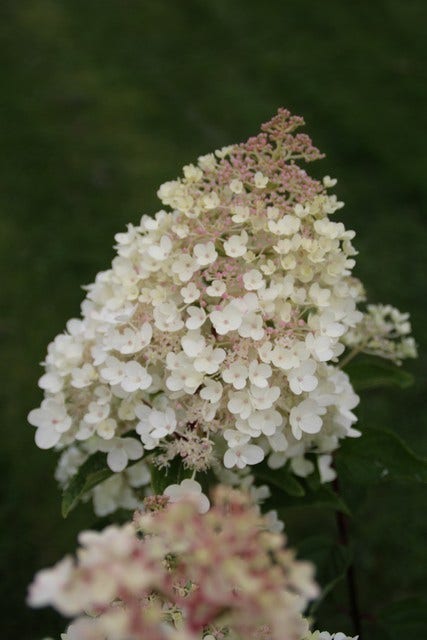 Hortensia (Hydrangea paniculata 'Grandiflora')