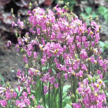 Twaalfgodenkruid (Dodecatheon meadia)