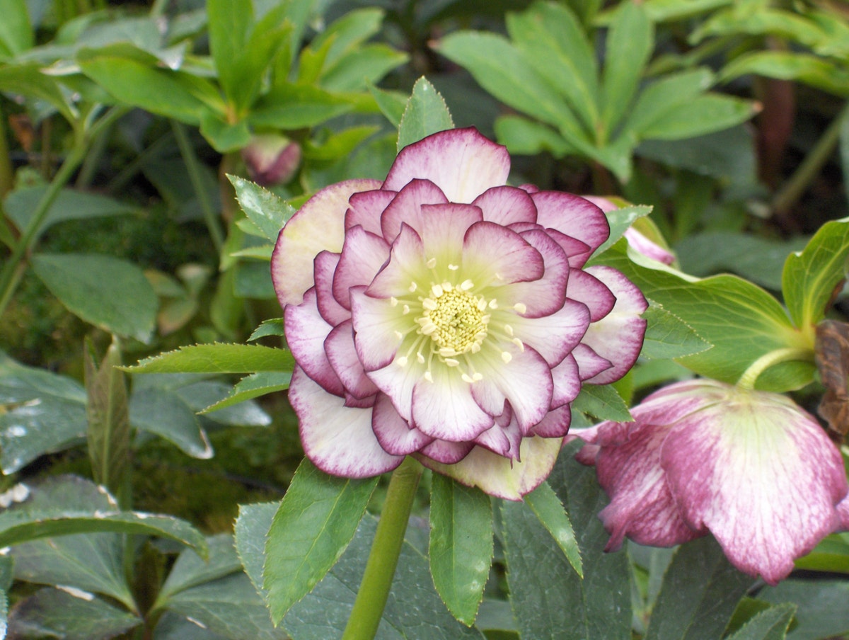 Nieskruid (Helleborus orientalis 'Double Ellen Picotee')