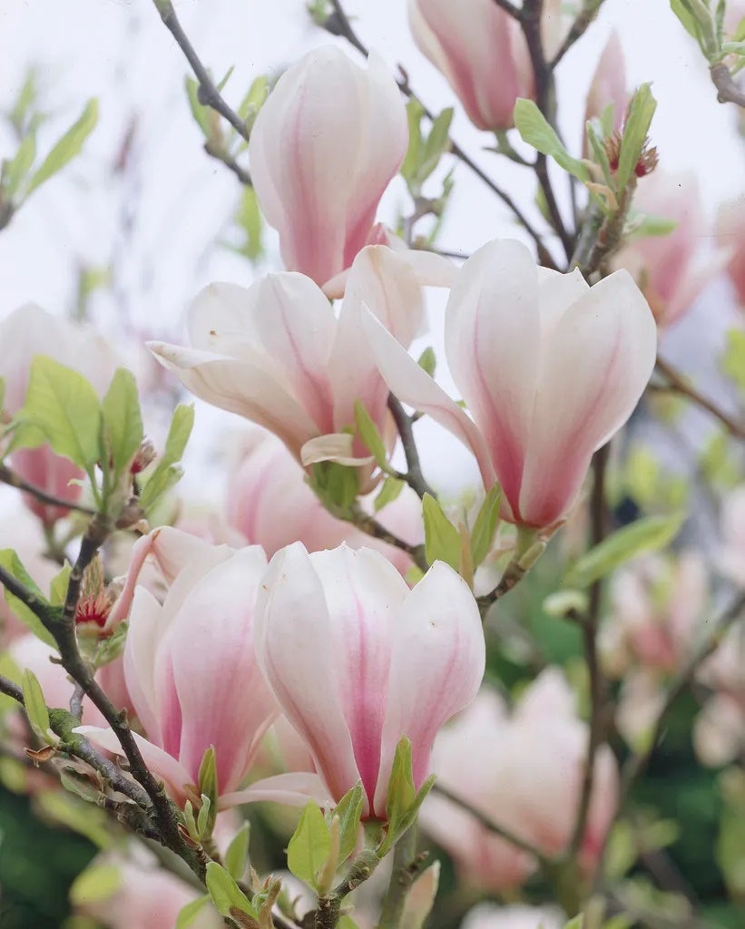 Beverboom als struik (Magnolia soulangeana) 125/150cm: Nu extra voordelig!