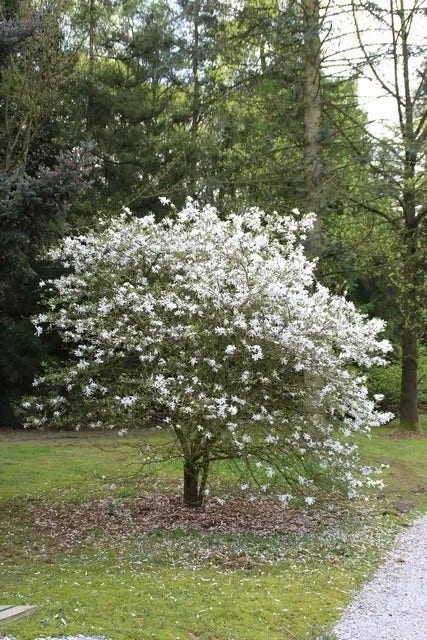 Stermagnolia op stam (Magnolia stellata)