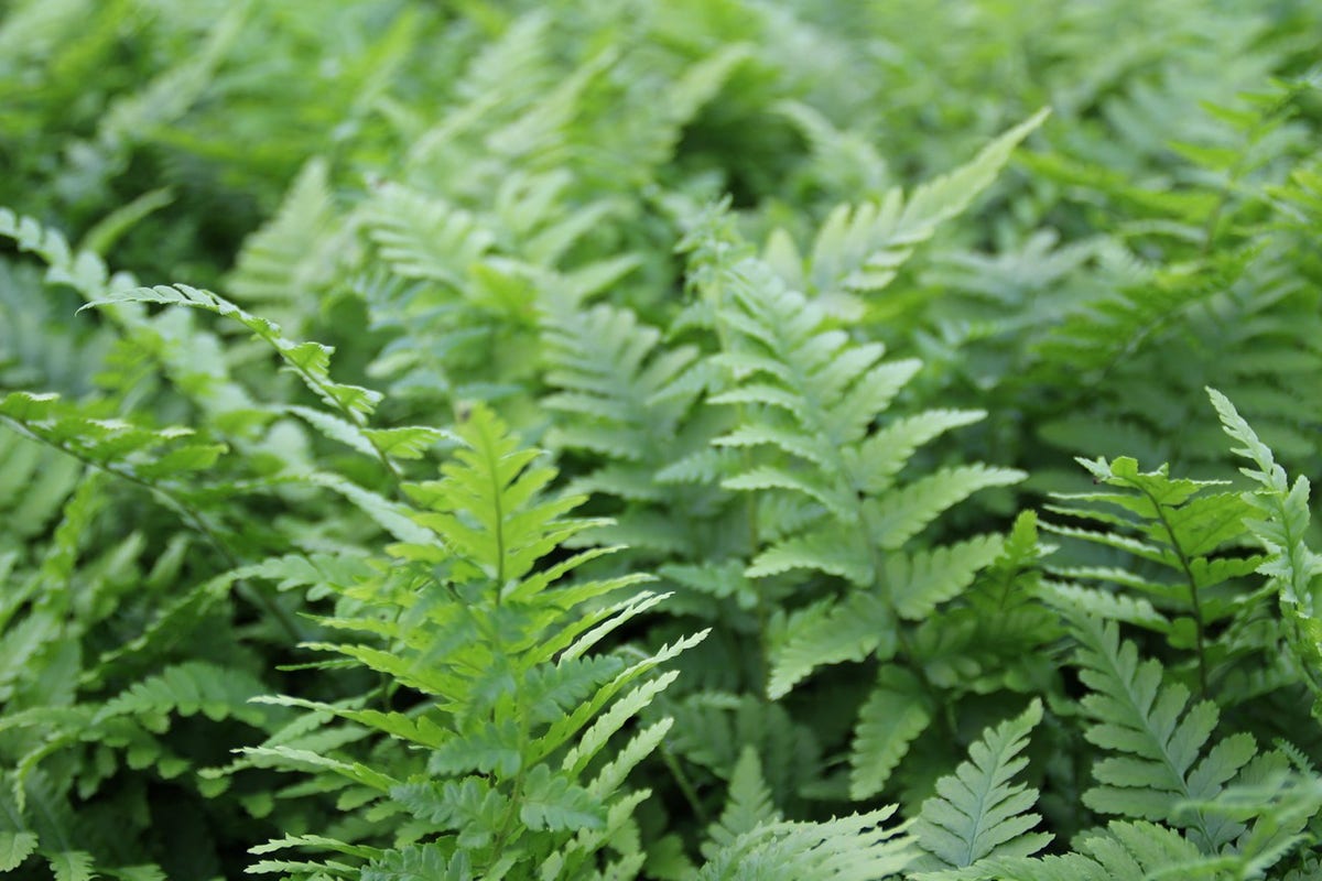 Mannetjesvaren (Dryopteris filix-mas)