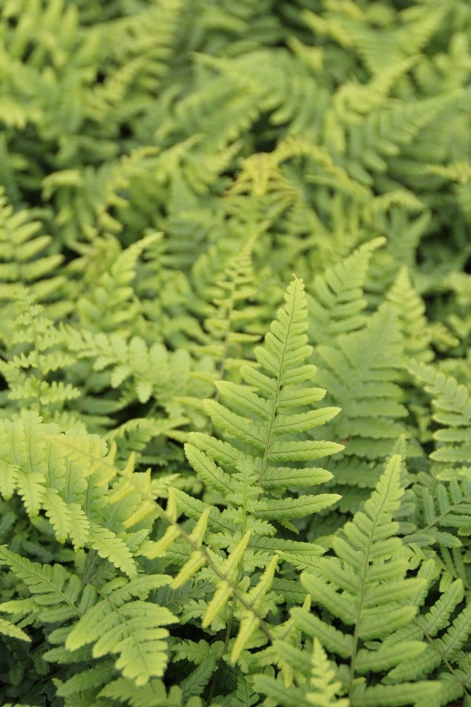 Schildvaren (Dryopteris wallichiana)